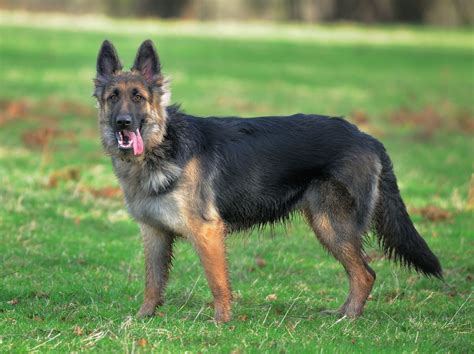 Old German Shepherd Dog German Shepherd German Shepherd Dogs Dogs