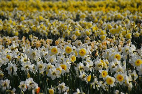 Flower Fields Update April 3rd 2017 Dutch Daffodils