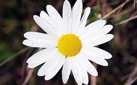 Top 10 Facts About Daisies Vascular Plant Daisy