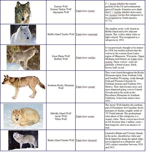 Gallery For Types Of Wolves List