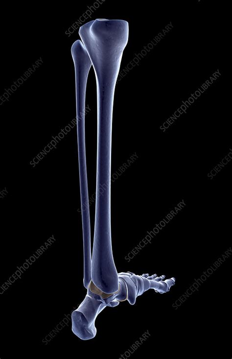 The Bones Of The Leg Stock Image F0018695 Science Photo Library