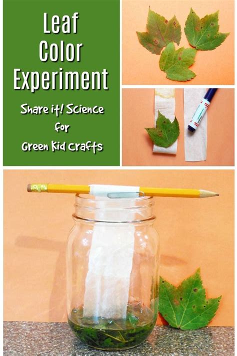 Leaf Color Experiment Color Science For Kids Green Kid Crafts Green