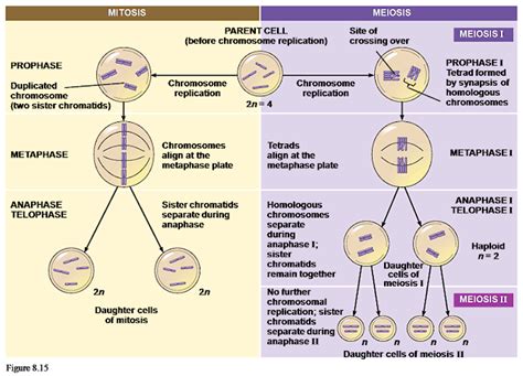 Print Geneticsmitosis Meiosis And Errors In Meiosis Flashcards Easy