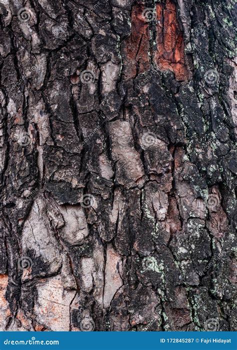 Dark Forest Tree Bark Texture Wood Bark Background Stock Image Image