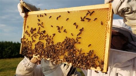Youth Run Huron Honey Buzzing With Activity In Central Huron Cbc News