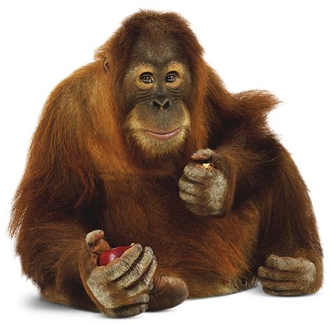 Sumatran Orangutan Facts