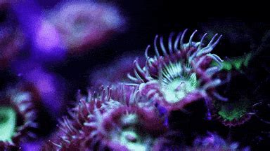 Coral Gif Primogif