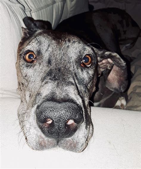 Patient and affectionate, a great dane puppy is a giant bundle of love. Great Dane Rescue | of North Texas