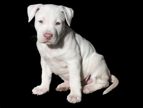 I love dogs cute dogs rum baby animals cute animals cute animal pictures animal pics pit bull love animals beautiful. Best Dog Food for Pitbull Puppies 2019 | Comparisons and Reviews