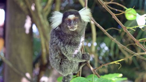 Rare Tropical Rainforest Animals 10 Endangered Species Of Amazon