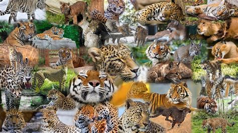 Animal Collage Wallpapers Wallpaper Cave