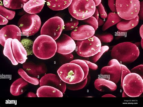 Scanning Electron Microscope Of Red Blood Cell High Res Stock Photo
