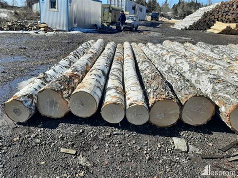 Silver Birch Veneer Logs 600 Mm X 4 M
