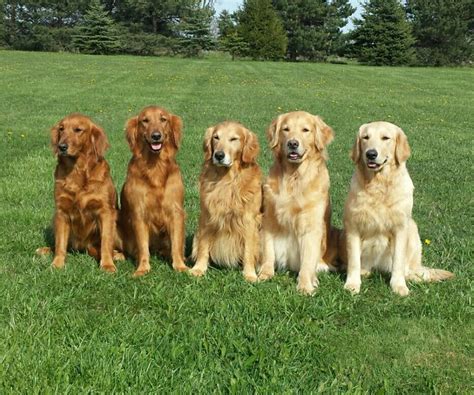 All The Colors Of The Golden Retriever Golden Retriever Dog Pictures