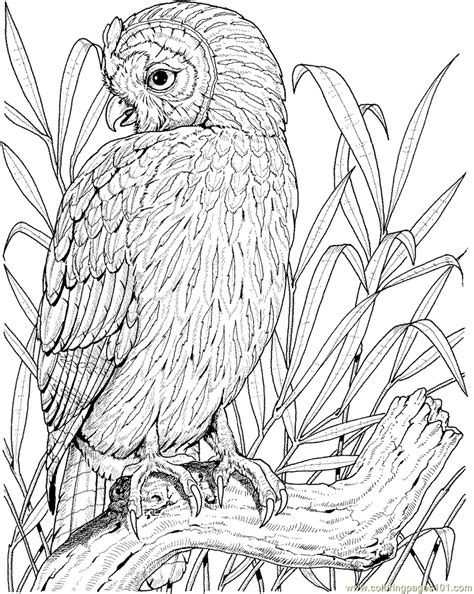 Owl printable coloring page for kids and adults