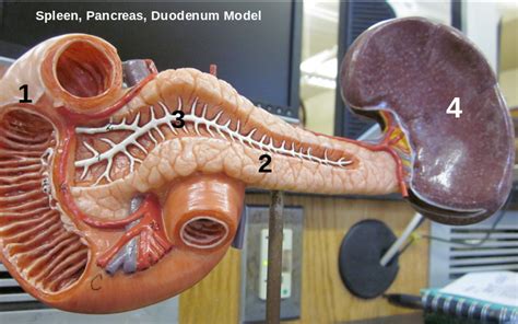Anatomy Lab Practical 2 Spleen Pancreas Duodenum Diagram Quizlet