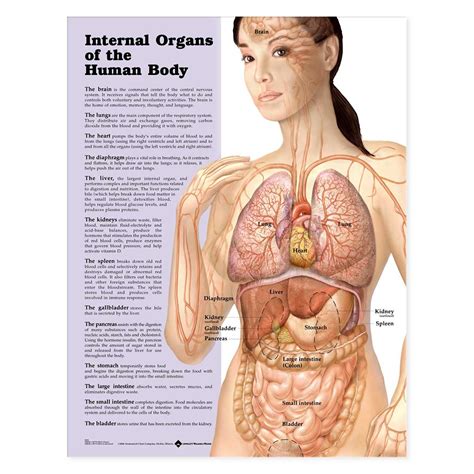 Use this shadow diagram of human anatomy to locate the five organs described above: Internal Organs of the Human Body Anatomical Chart 20'' x 26''