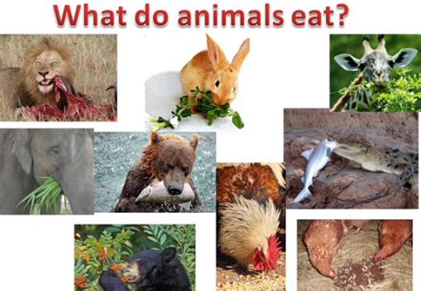 My English Corner What Animals Eat Carnivores Herbivores And Omnivores