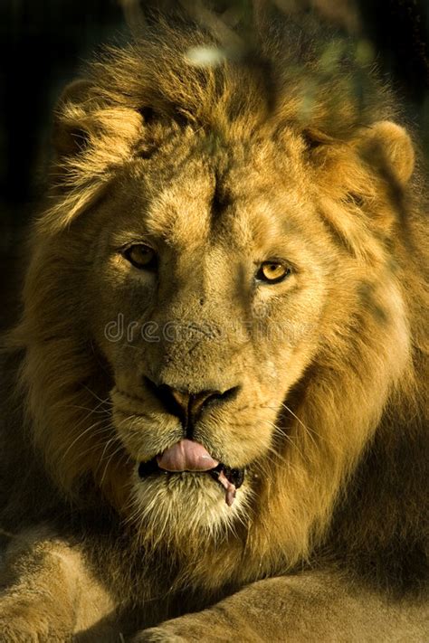 Angry Lion Stock Photo Image Of Mouth Angry Animal 9709830