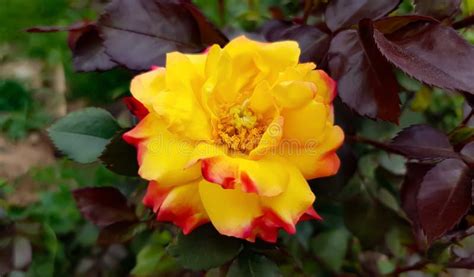 Red And Yellow Hybrid Tea Rose Love And Peace Rose Stock Image Image