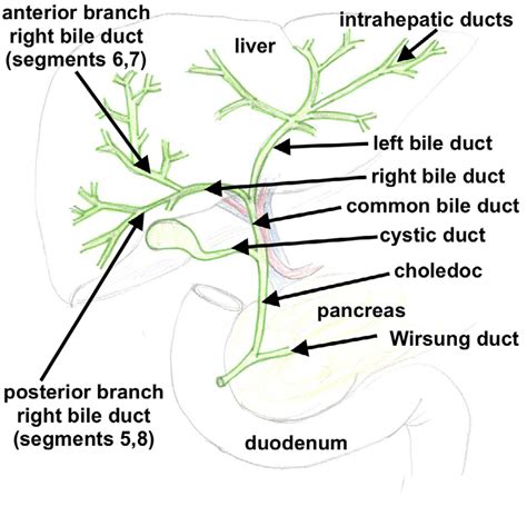 Anatomy Of The Biliary Tree