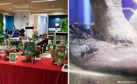 Singapore Ants Exhibition Uncovering The Hidden World Of Ants Little