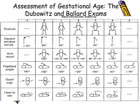 Ppt Assessment Of Gestational Age Powerpoint Presentation Free