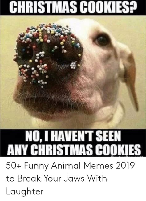 25 Best Memes About Funny Animal Memes Clean Funny Animal Memes
