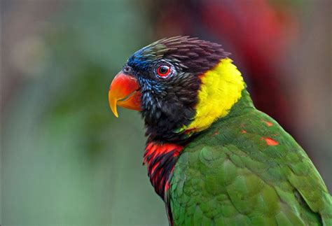 Top 10 Most Beautiful Birds
