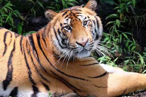 Di awal kemerdekaan indonesia, pulau ini termasuk dalam provinsi sunda kecil yang beribu kota di singaraja. Tigers | Animals | Bali Safari Park
