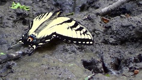 Butterfly Eastern Tiger Swallowtail Puddling Hq Hd Youtube