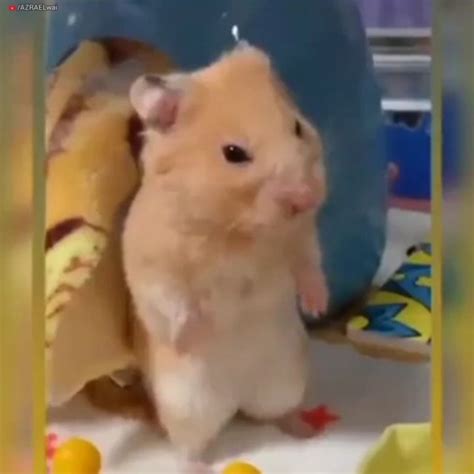 Sad Hamster Meme Template Rindiandanktemplates