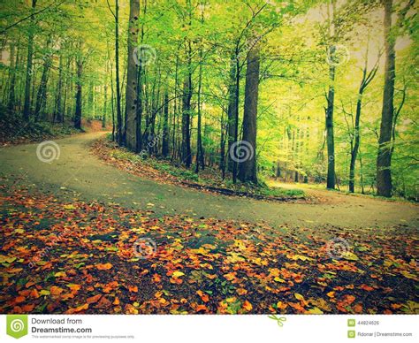Asphalt Path Leading Among The Beech Trees At Near Autumn