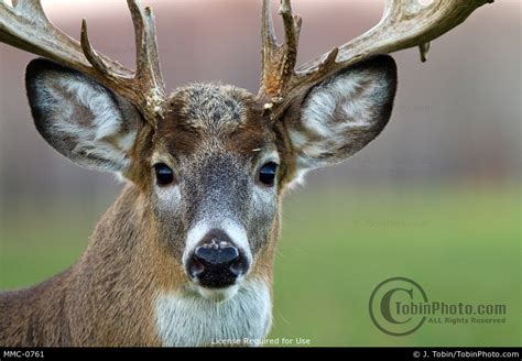 Close Up Picture Of A Big Whitetail Buck