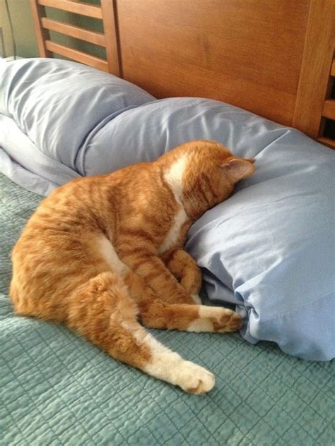 20 Lazy Cats That Will Make You Lol This Way Come