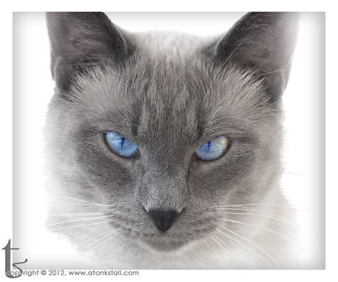 Older names for this color are frost point. Bluepoint Siamese | Siamese cats blue point, Siamese cats ...