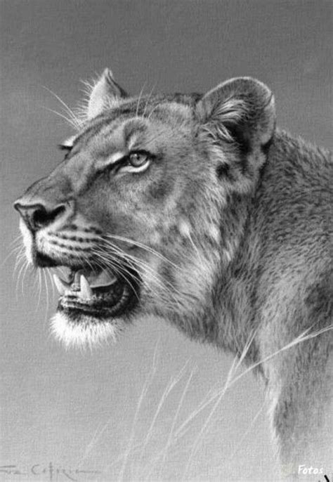 50 Easy Pencil Drawings Of Animals That Look So Realistic