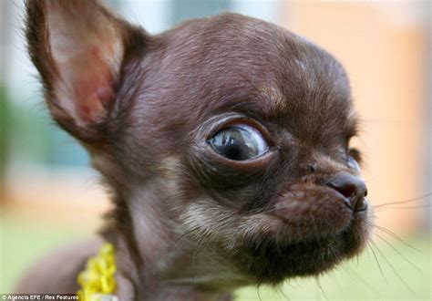 Take A Bow Wow Milly The Chihuahua Micro Mutt That Fits In The Palm Of