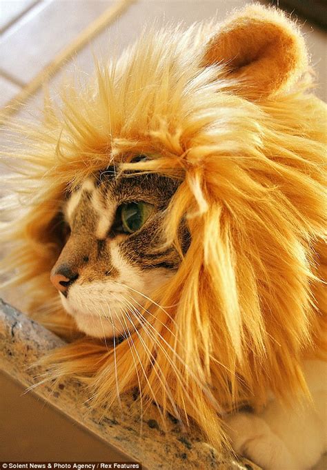 11 Cats With Manes Because They Are Really Lions At Heart