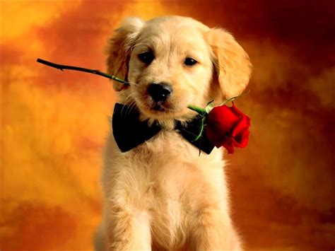 Cute Puppy Valentine Pictures Valentines Day Puppy - Puppies With Bow Ties - 1024x768 Wallpaper