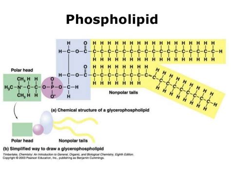 Lipids I Love Biochemistry