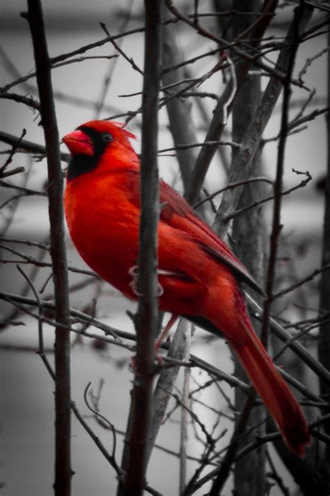 Mr Cardinal Cardinal Birds Backyard Birds Birds