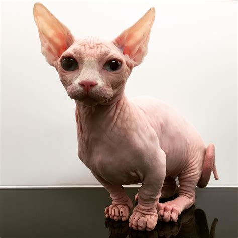 jérôme ngo on instagram “have you ever seen that breed it s a bambino hairless cat a cross