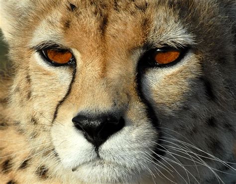 “it Is Not Too Late To Save The Asiatic Cheetah” Un Resident Coordinator In Iran