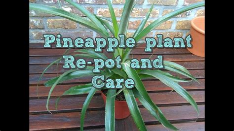 Pineapple Plant Repot And Care Youtube