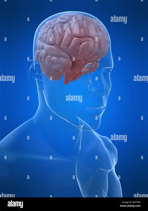 Human Head Anatomy Hi Res Stock Photography And Images Alamy