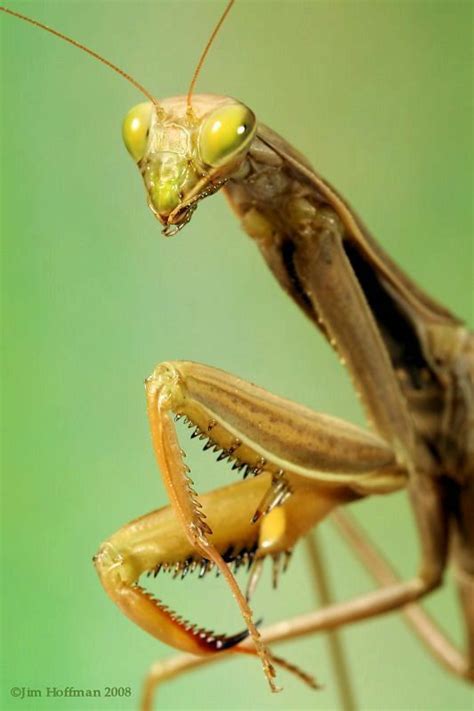 500px Praying Mantis Animal Antics Bugs And Insects