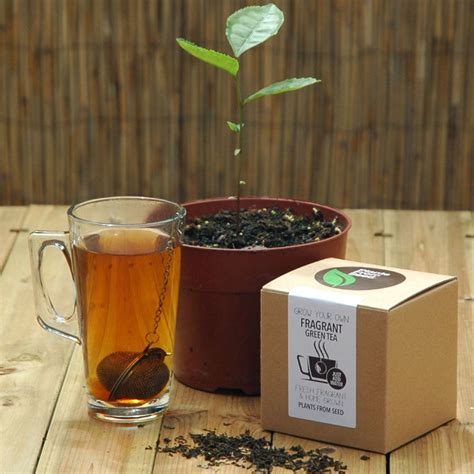 Grow Your Own Tea Plant By All Things Brighton Beautiful