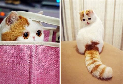 20 Of The Most Famous Cats On The Internet Bored Panda