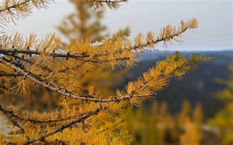 Where To Find Golden Larches In British Columbia Canada